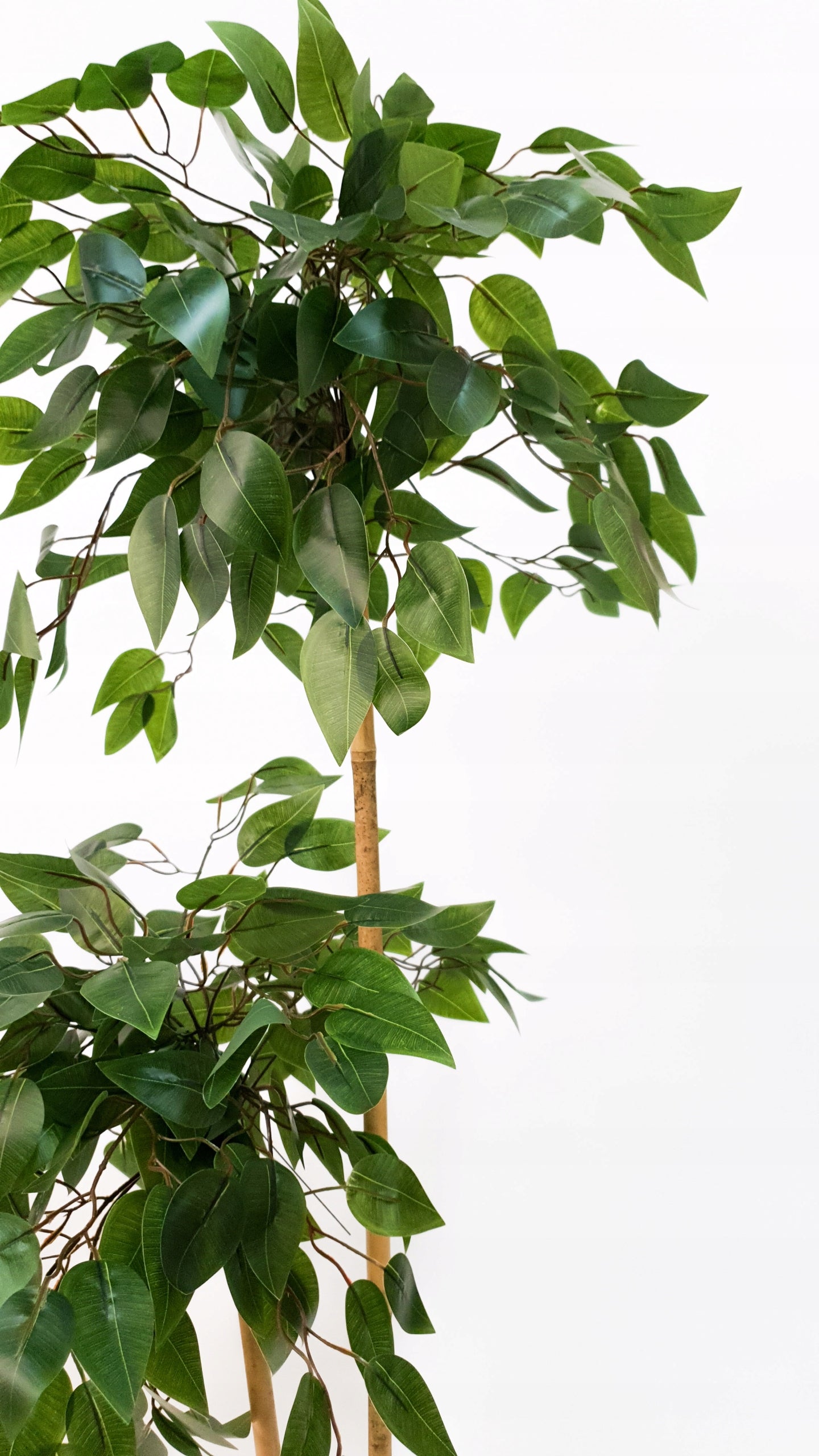 Dirbtinis fikusas su vazonėliu